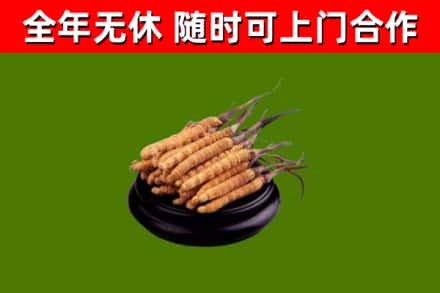 化隆县回收冬虫夏草